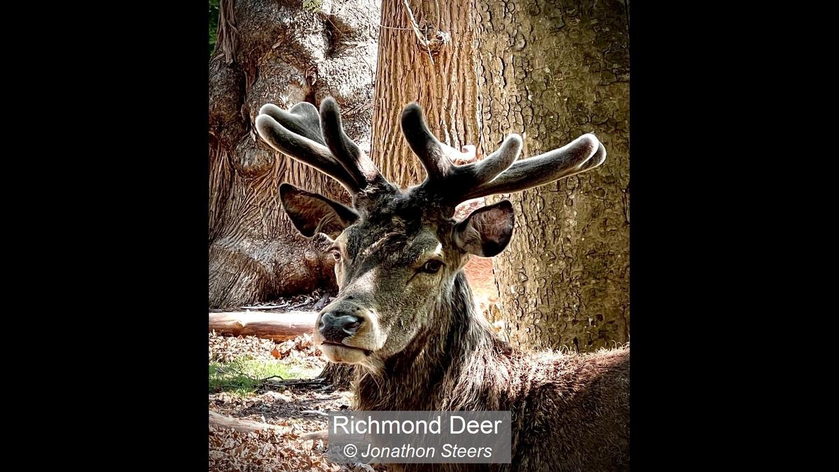 Richmond Deer_Jonathon Steers